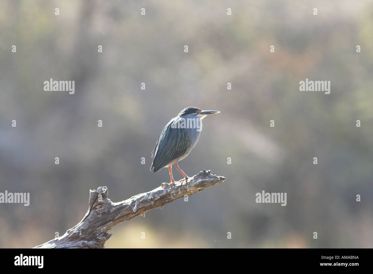 Striated of Green-Backed Heron (butorides striatus) perched on a branch, South Africa Stock Photo