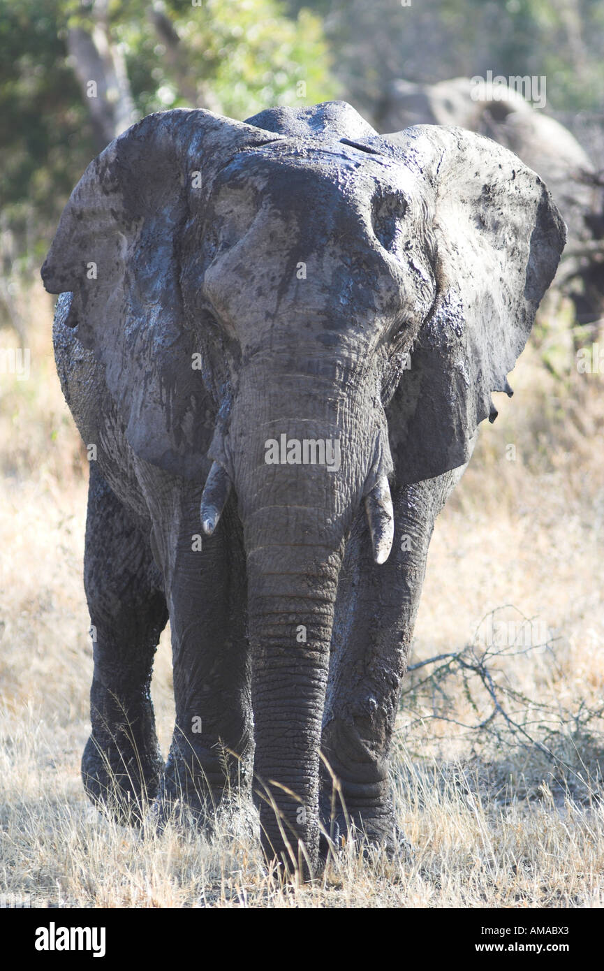 African Bush Elephant, South Africa Stock Photo - Alamy