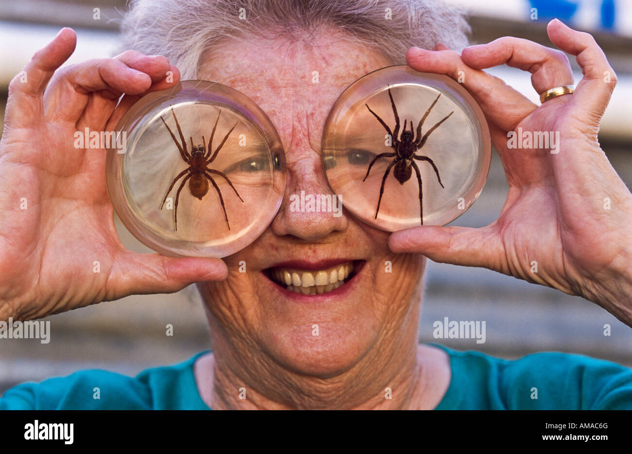 Spider collector with specimens, Australia Stock Photo