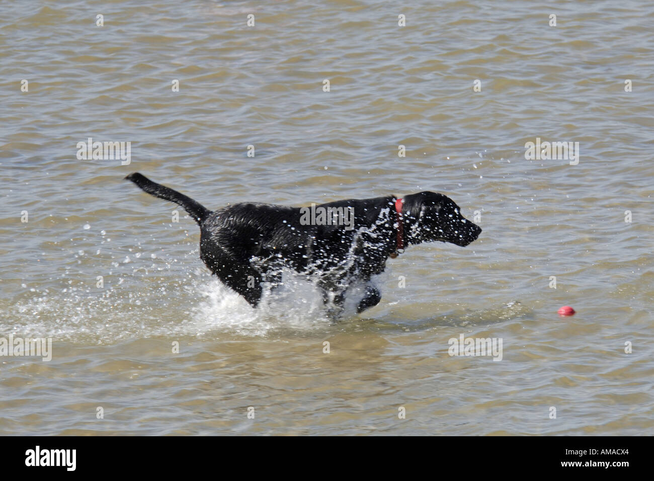 A black Labrador playing fetch the ball from the sea enjoying himself ...