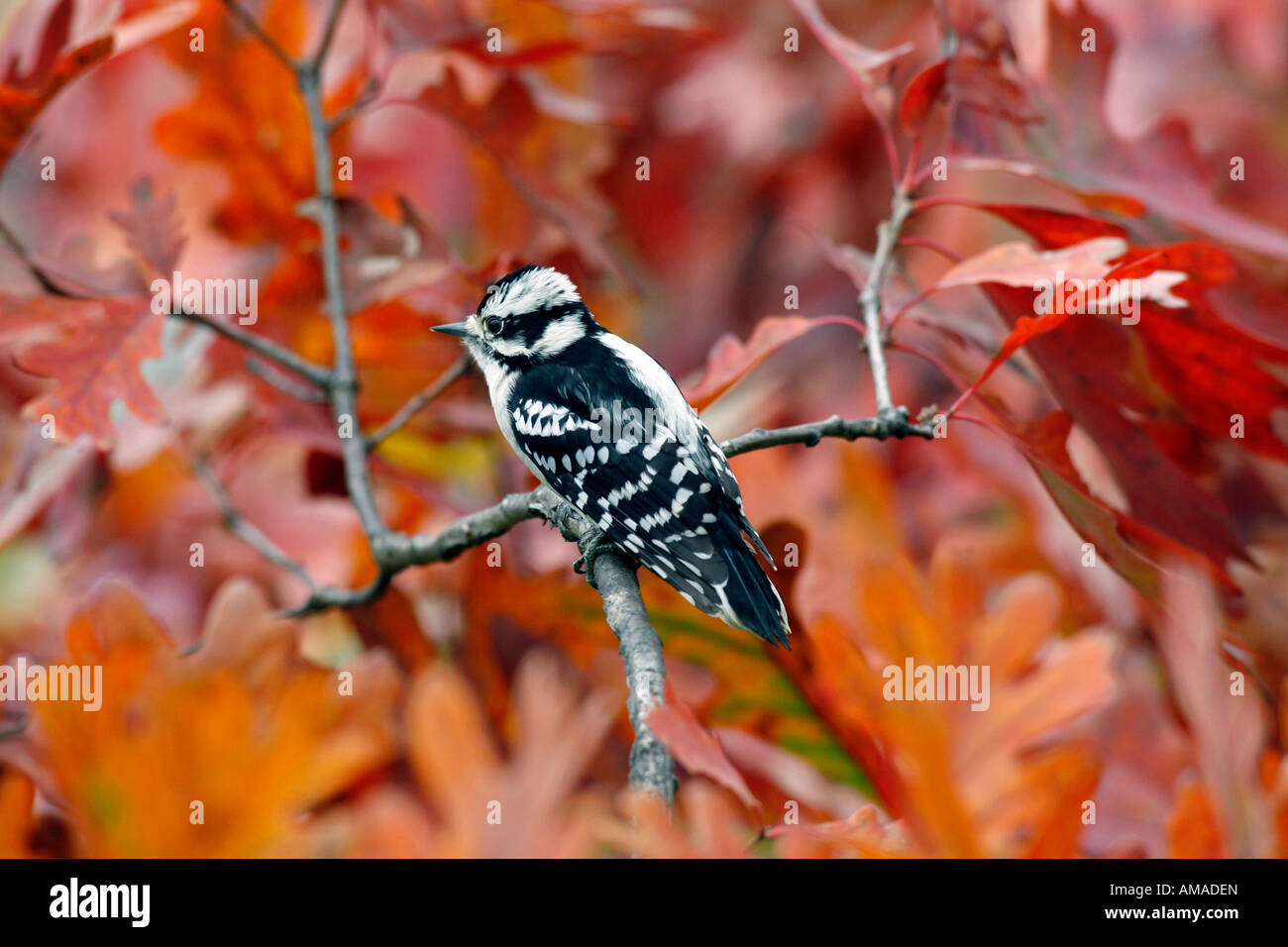 Female Downy Woodpecker in Oak Tree Stock Photo - Alamy