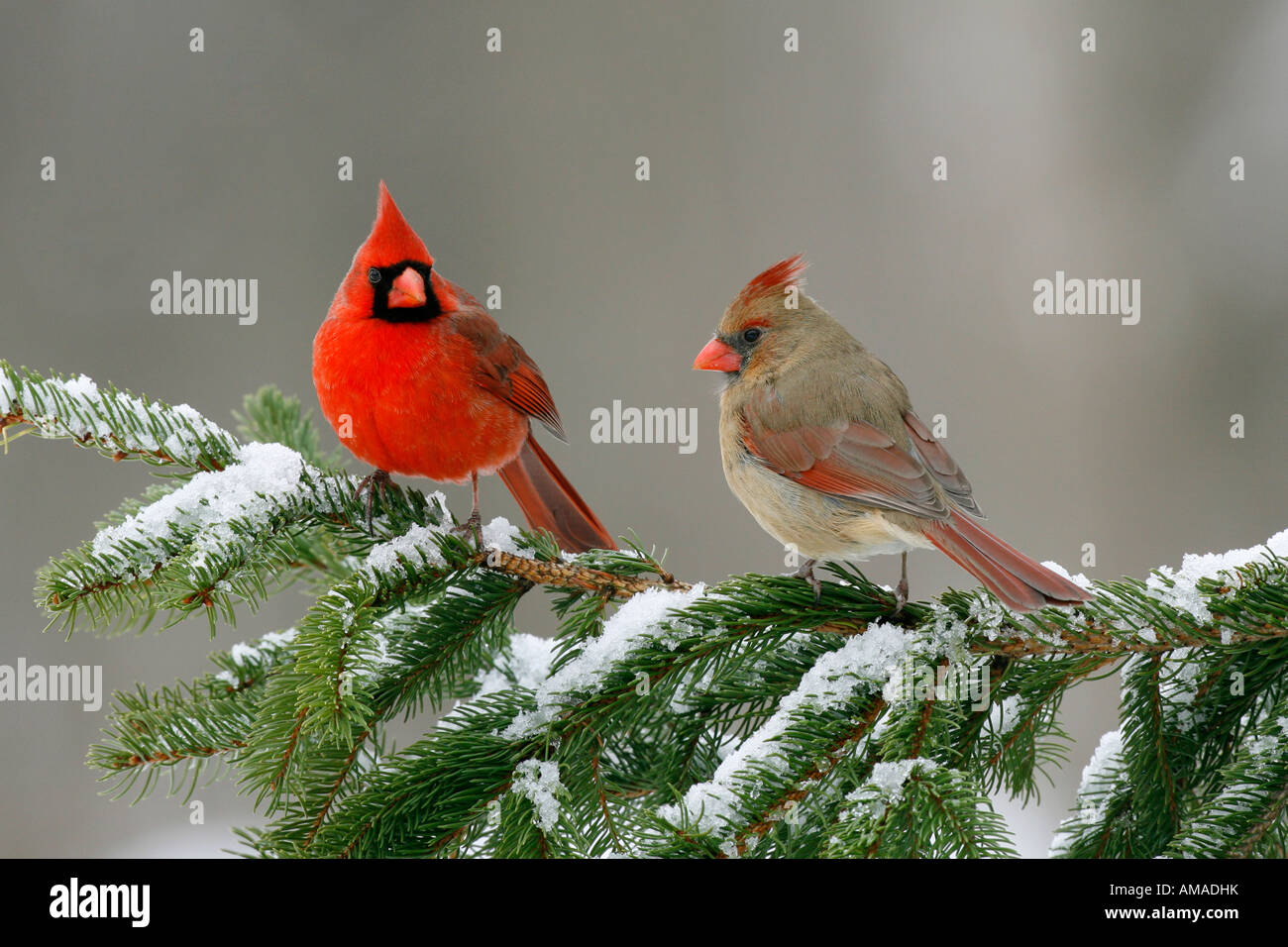 Northern Cardinals in Snow Covered Spruce Tree Stock Photo