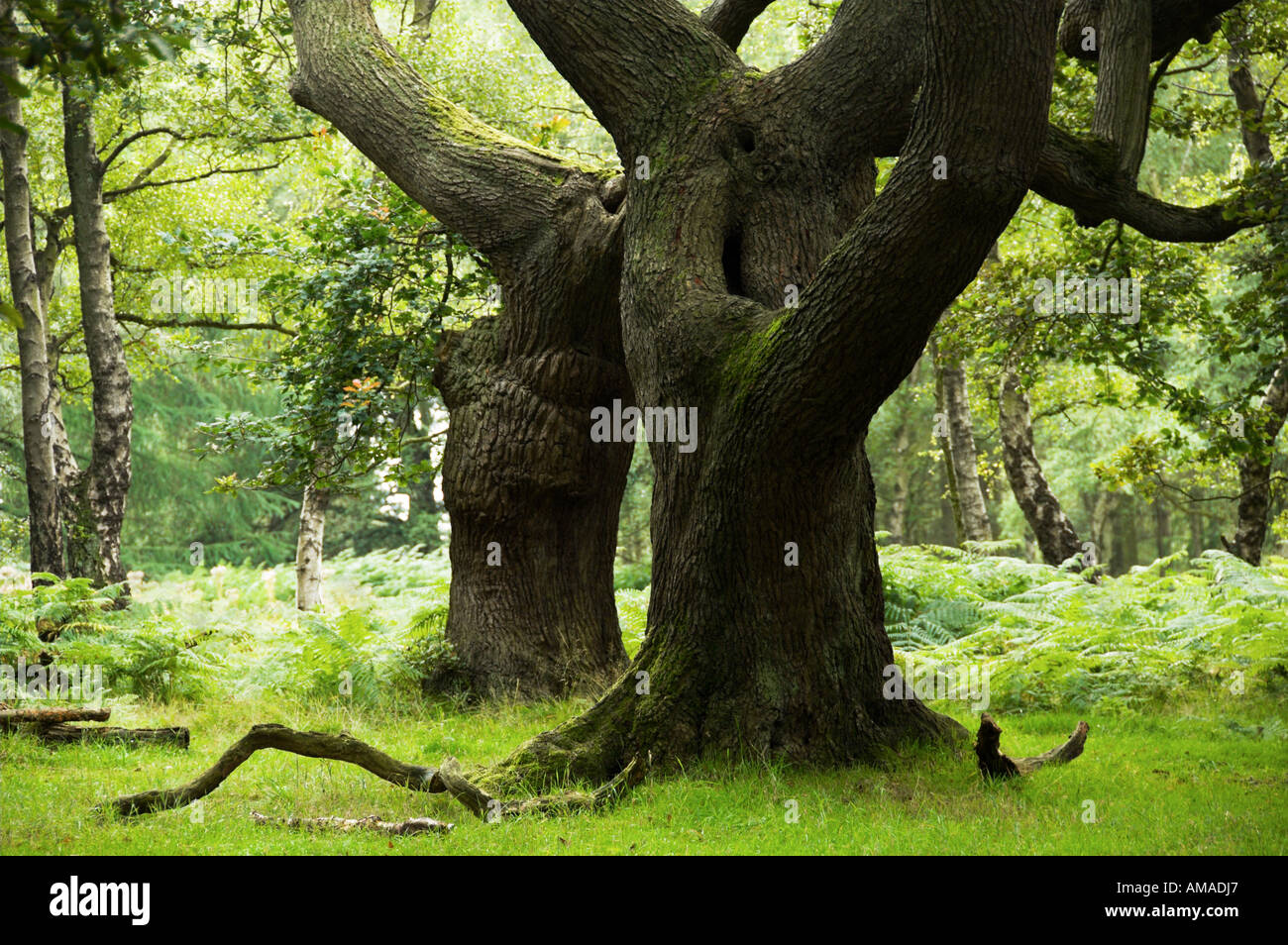 Old Oak Trees Cannock Chase Stock Photo Alamy