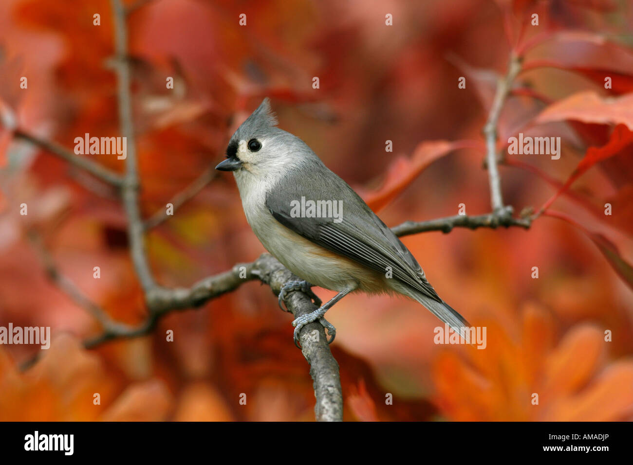 Tufted Titmouse in Fall Oak Tree Stock Photo