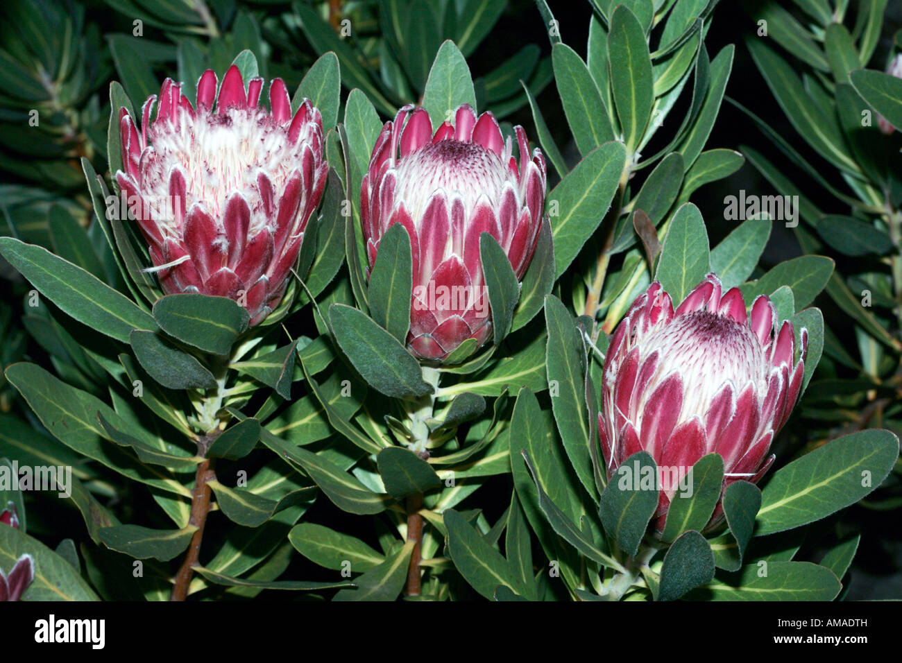Protea/Sugarbush -Protea repens Stock Photo