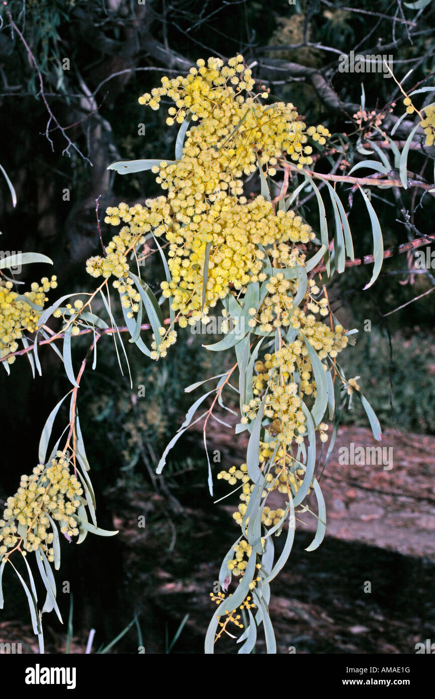 Manna Wattle Tree - Acacia daphnifolia [syn.microbotyra ]- Family Mimosaceae Stock Photo