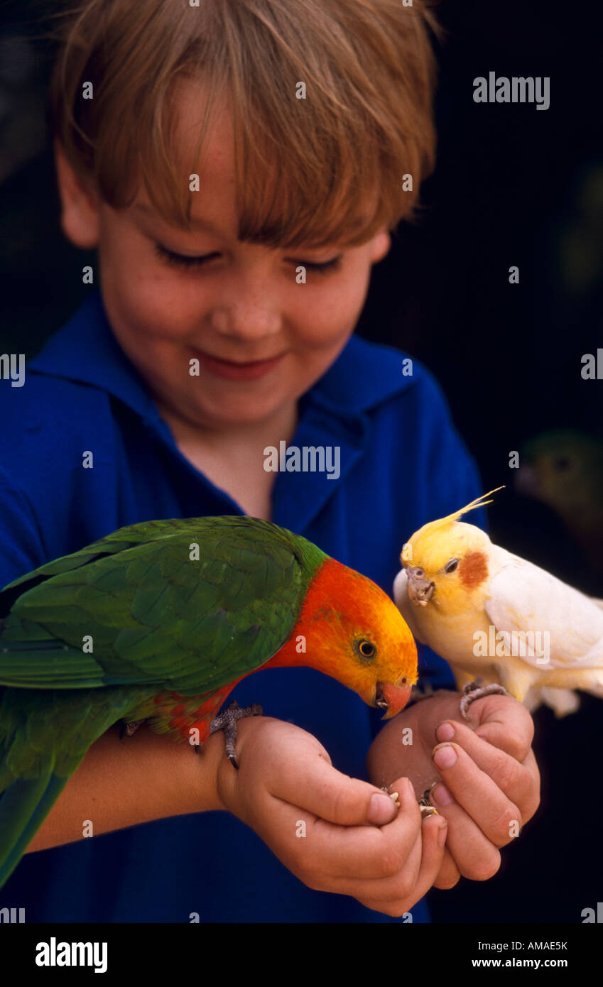 Boy feeding parrots, Australia Stock Photo Alamy