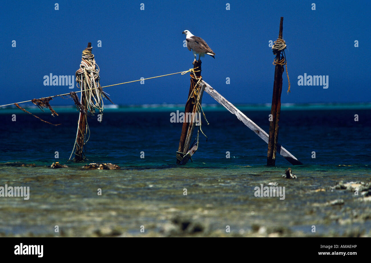 Sea eagle 1 hi-res stock photography and images - Alamy