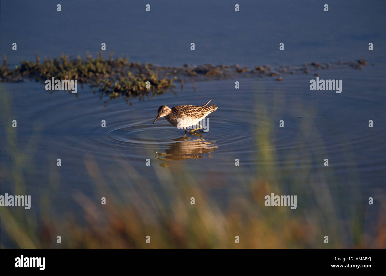 Sandpiper, South Australia Stock Photo