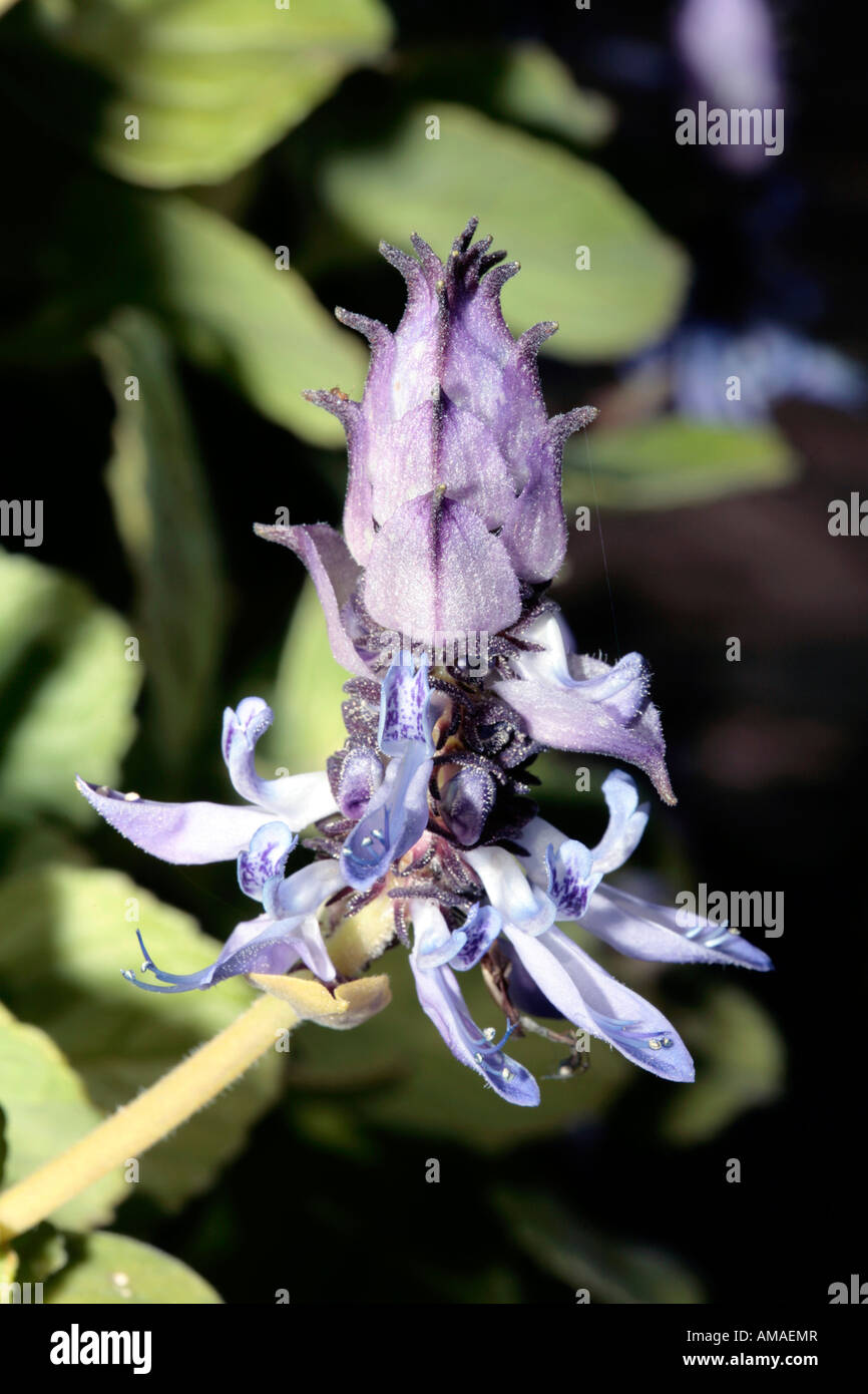 Spur flowers- Plectranthus neochilus-Member of the Family Lamiaceae Stock Photo