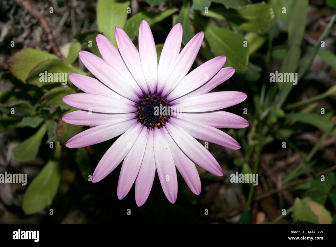 Rain Daisy Flower-Member of the Family Asteraceae- Dimorphotheca pluvialis Stock Photo