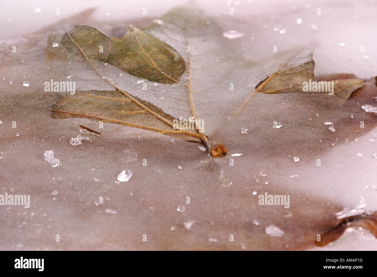 A tree leaf frozen in ice Stock Photo - Alamy