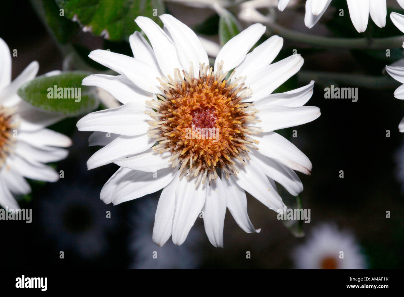 Silver-leaved Daisy Bush -member of the Family Asteraceae- Olearia pannosa Stock Photo