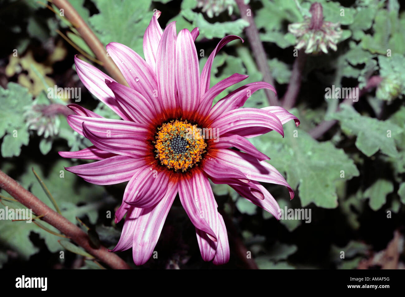 Mauve Daisy,Member of the family Asteraceae-Osteospermum jucundum Stock Photo