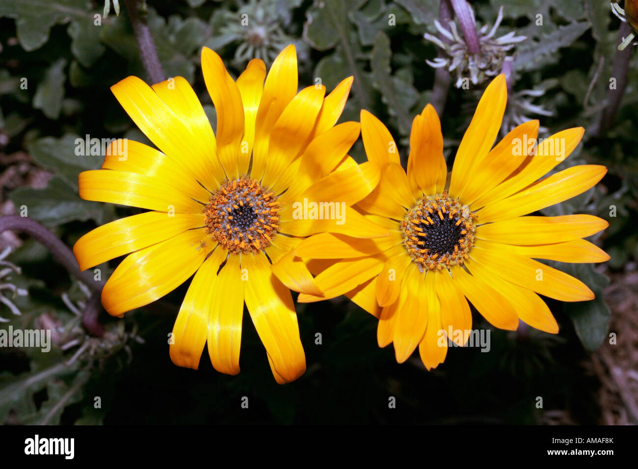 Tufted Arctotis flower, member of the Family Asteraceae- Arctotis acaulis Stock Photo