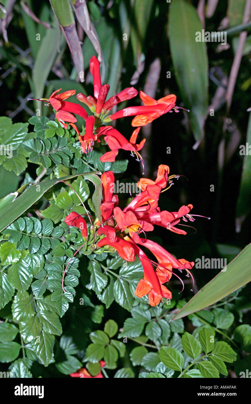Cape Honeysuckle capensis Family Bignoniaceae Stock Photo Alamy