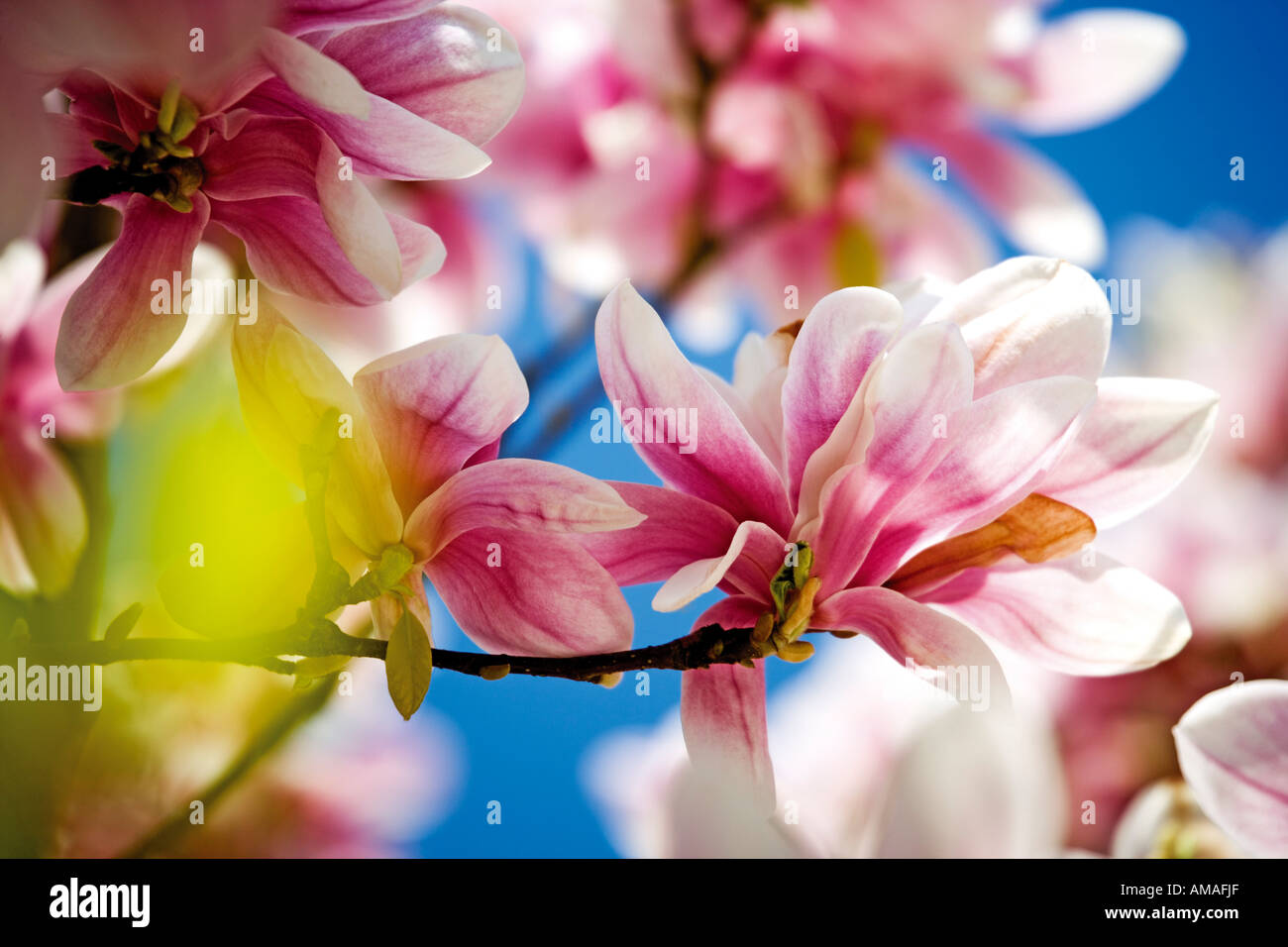 Closeup shot magnolia blossoming hi-res stock photography and images ...