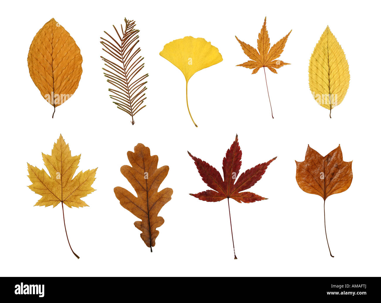 Collection of leaves isolated on white beech, dawn redwood, ginkgo