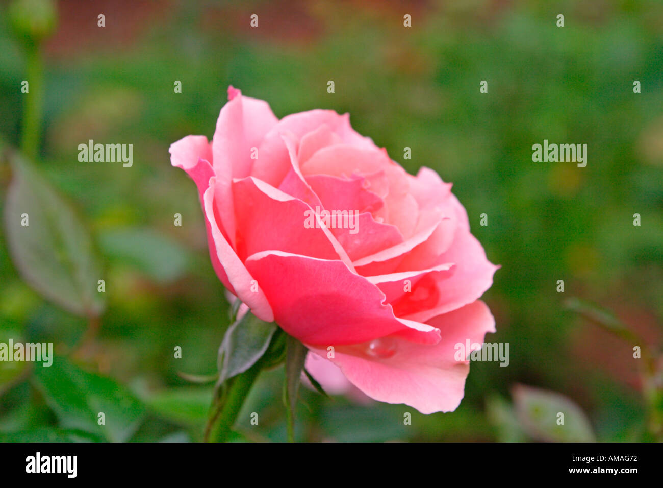Tournament of Roses Rose Grandiflora pink Stock Photo Alamy