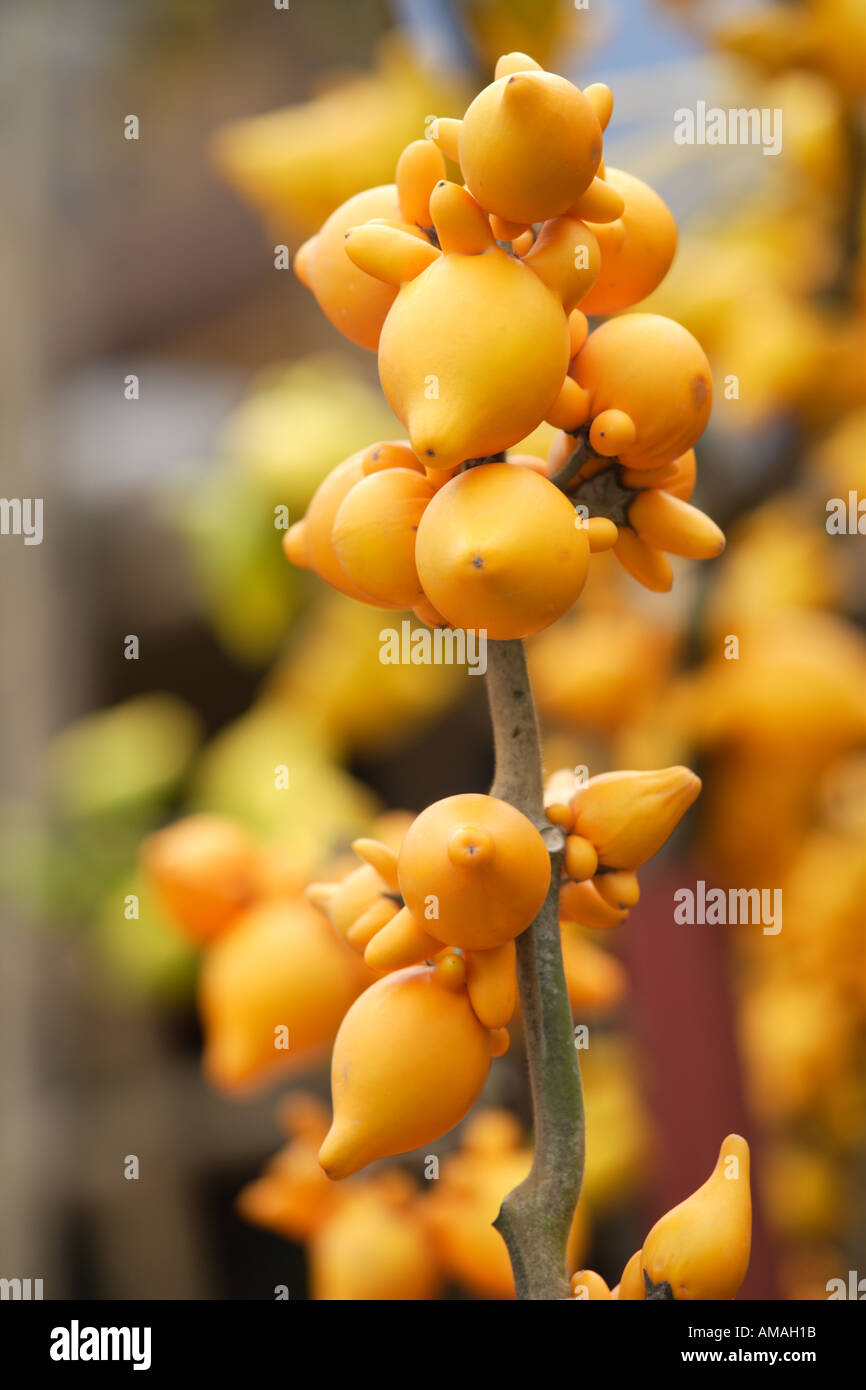 solanum mammosum chinese new year