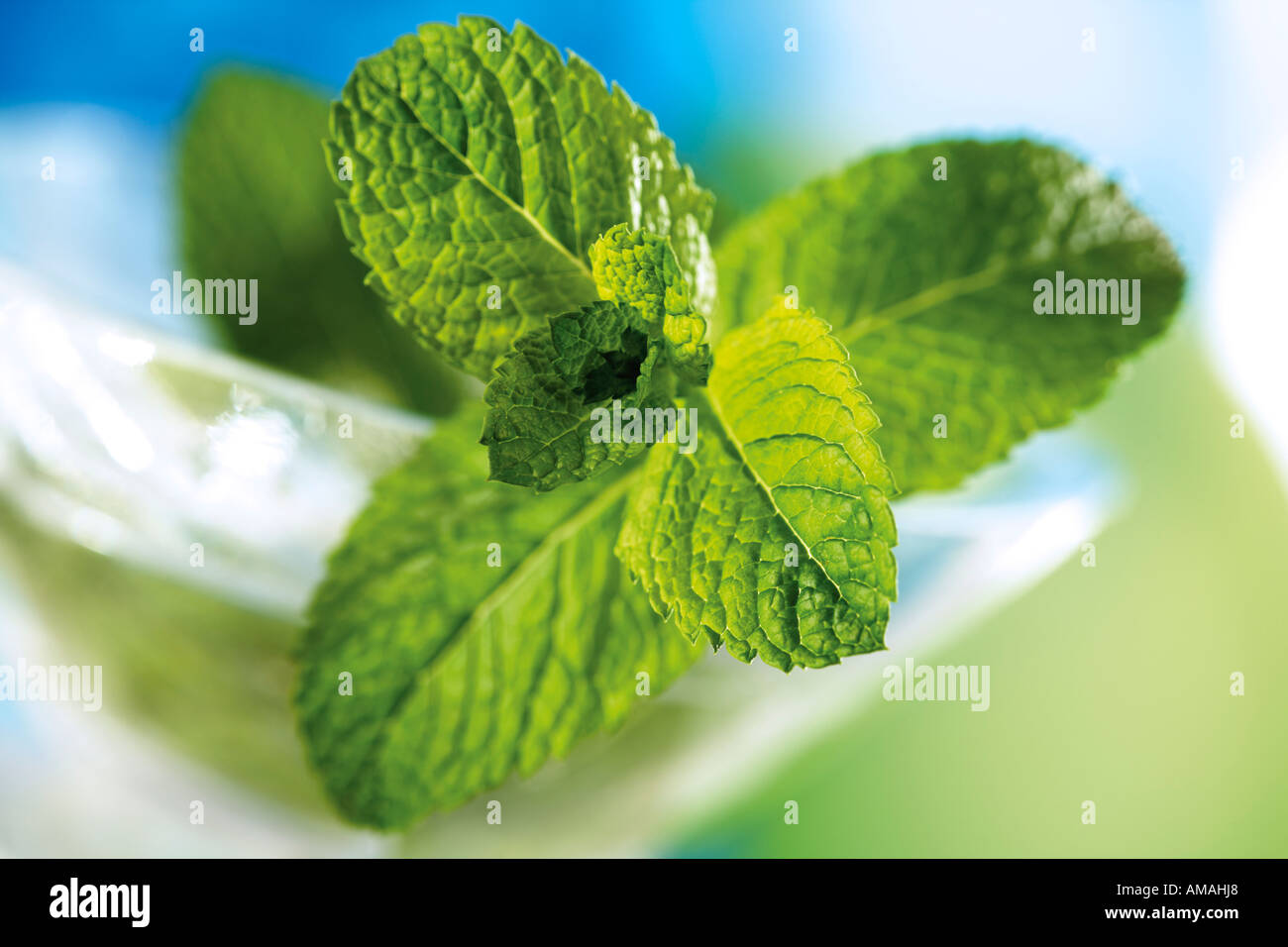 Spanish Mint, Mentha spicata Stock Photo Alamy