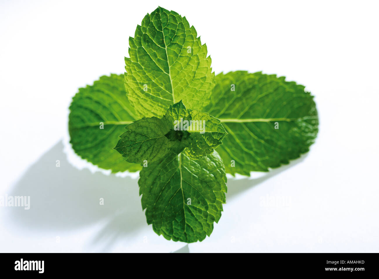 Spanish Mint, mentha spicata Stock Photo Alamy