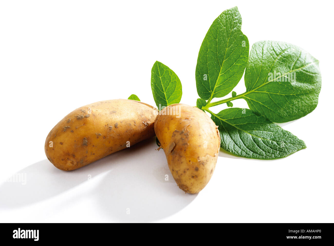Patatoes with leaves Stock Photo
