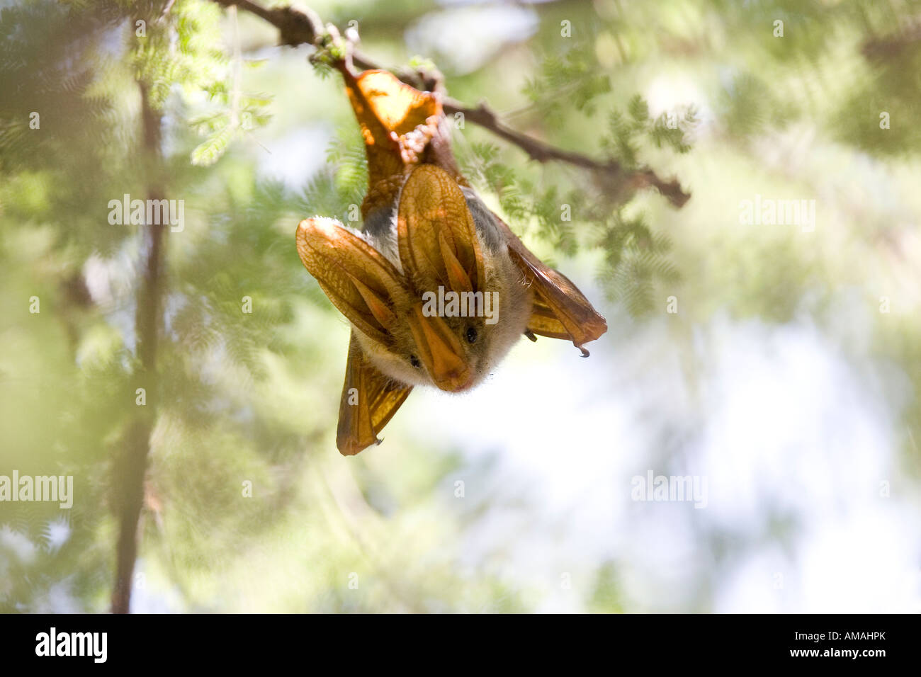 insect eating yellowwinged bat Stock Photo Alamy