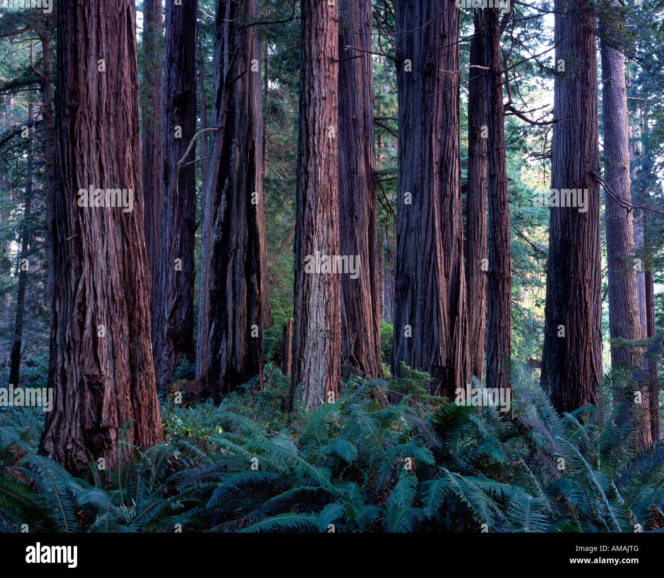 redwood trees (Sequoia sempervirens), Pine Creek Redwoods State Park, California USA Stock Photo