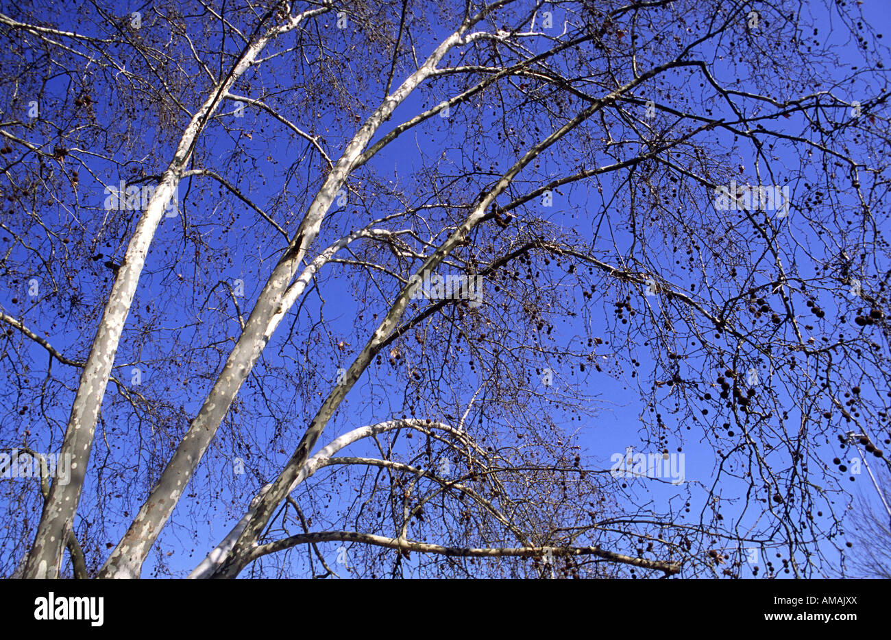 Maple tree in winter against a blue sky. Portugal. Stock Photo