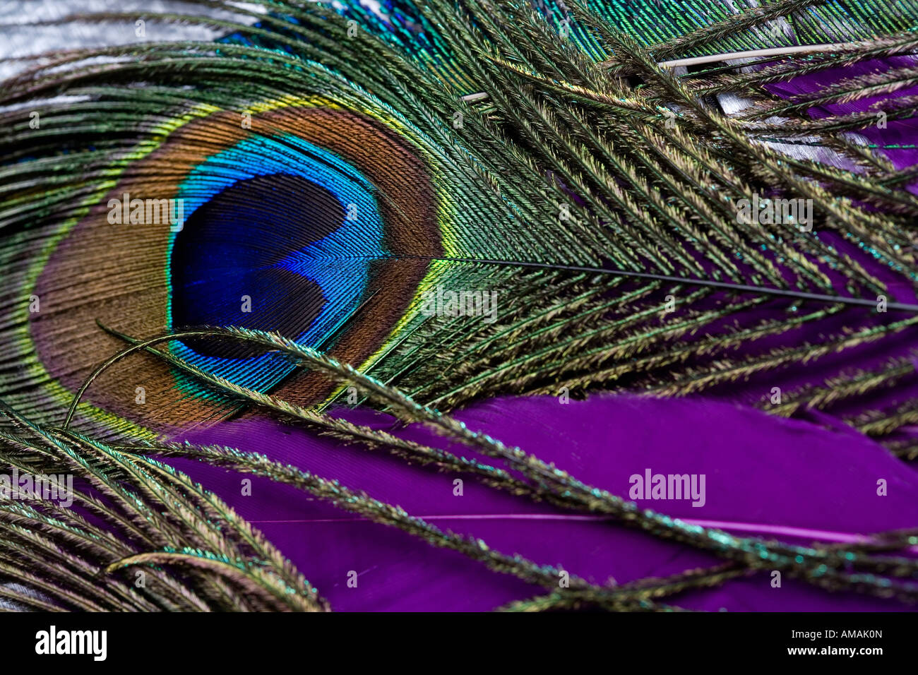 Peacock feather Stock Photo