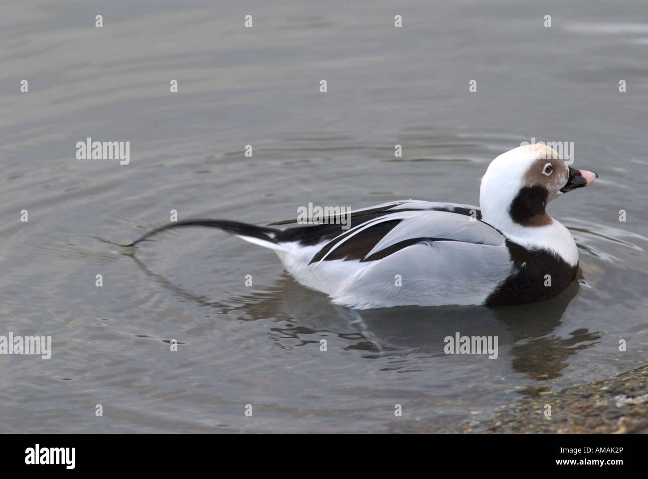 Long tailed duck or Old Squaw Clangula hyemalis Water living birds Stock Photo