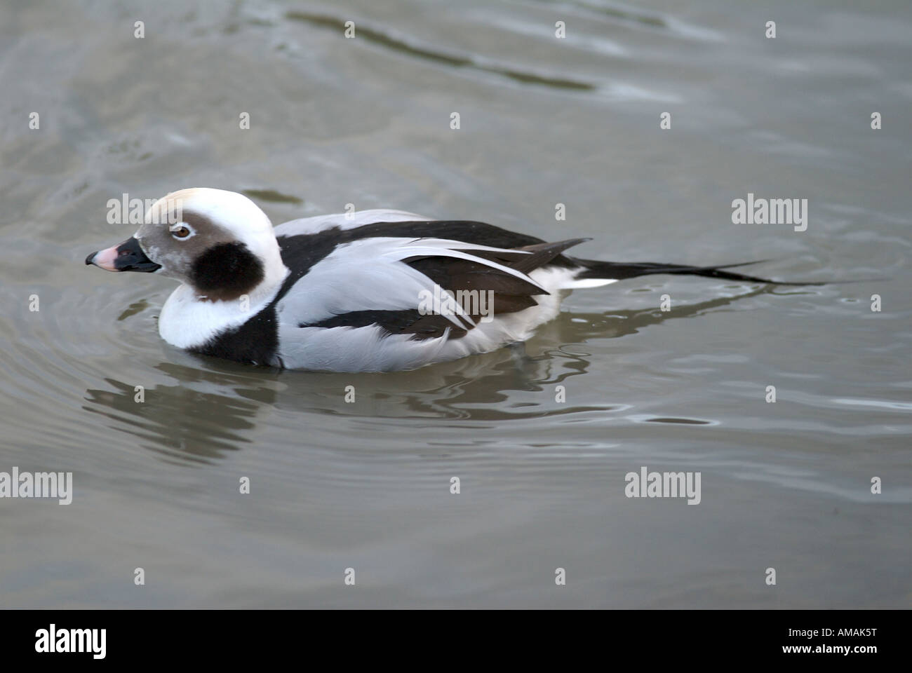 Long tailed duck or Old Squaw Clangula hyemalis Water living birds Stock Photo