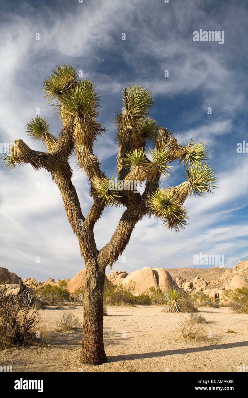 A Joshua Tree in an arid landscape Stock Photo