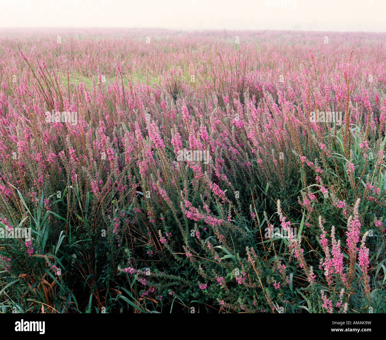 purple loosestrife (Lythrum salicaria) taking over a wetland, Iowa USA Stock Photo