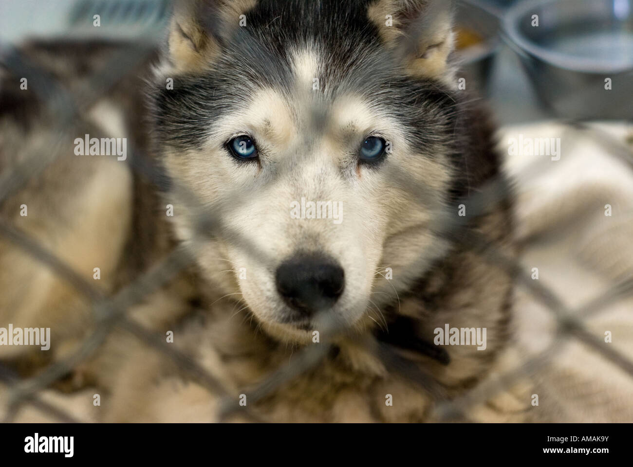 Husky rescue hi-res stock photography and images - Alamy