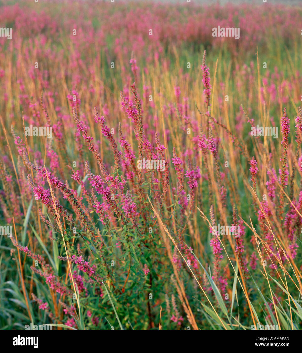 purple loosestrife (Lythrum salicaria) taking over a wetland, Iowa USA Stock Photo
