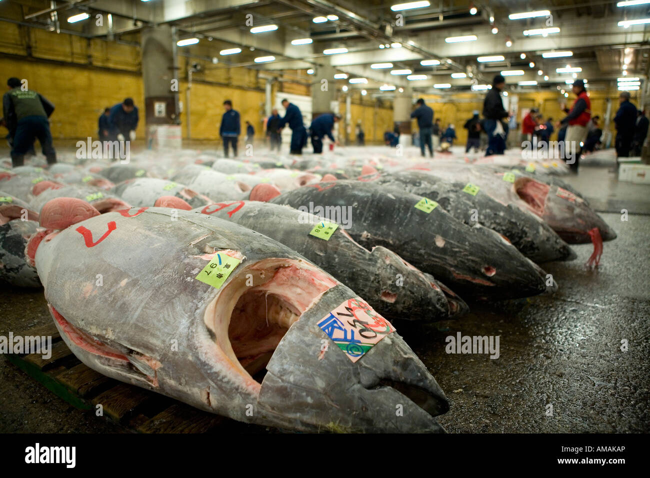 Graded tuna at a market Stock Photo