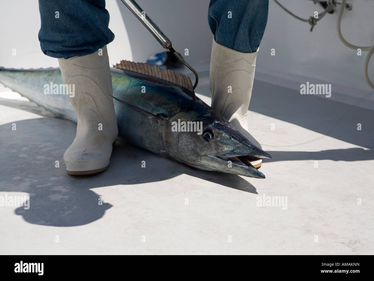 A fish between a fisherman's feet Stock Photo