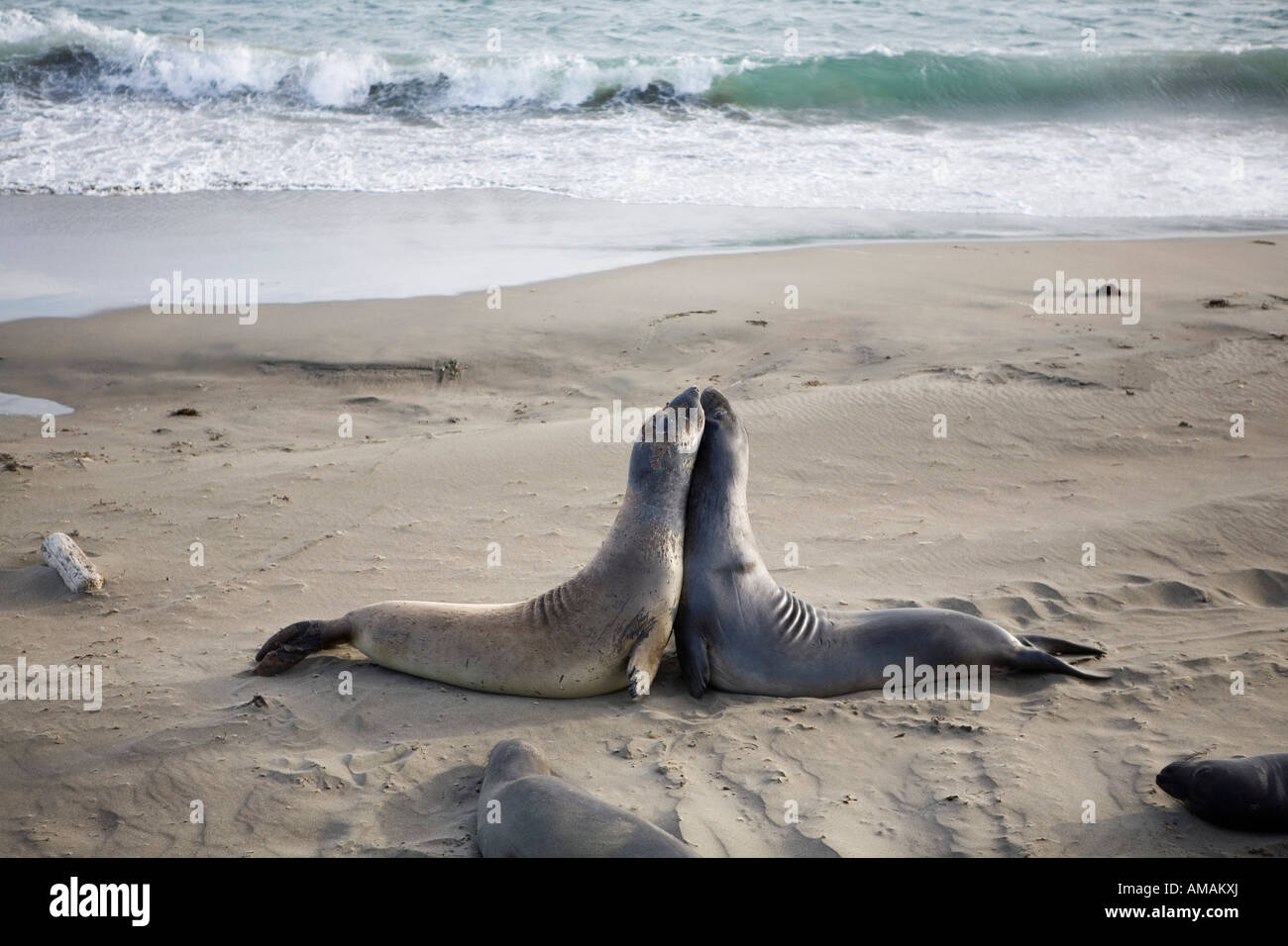 Two seals on a beach Stock Photo Alamy