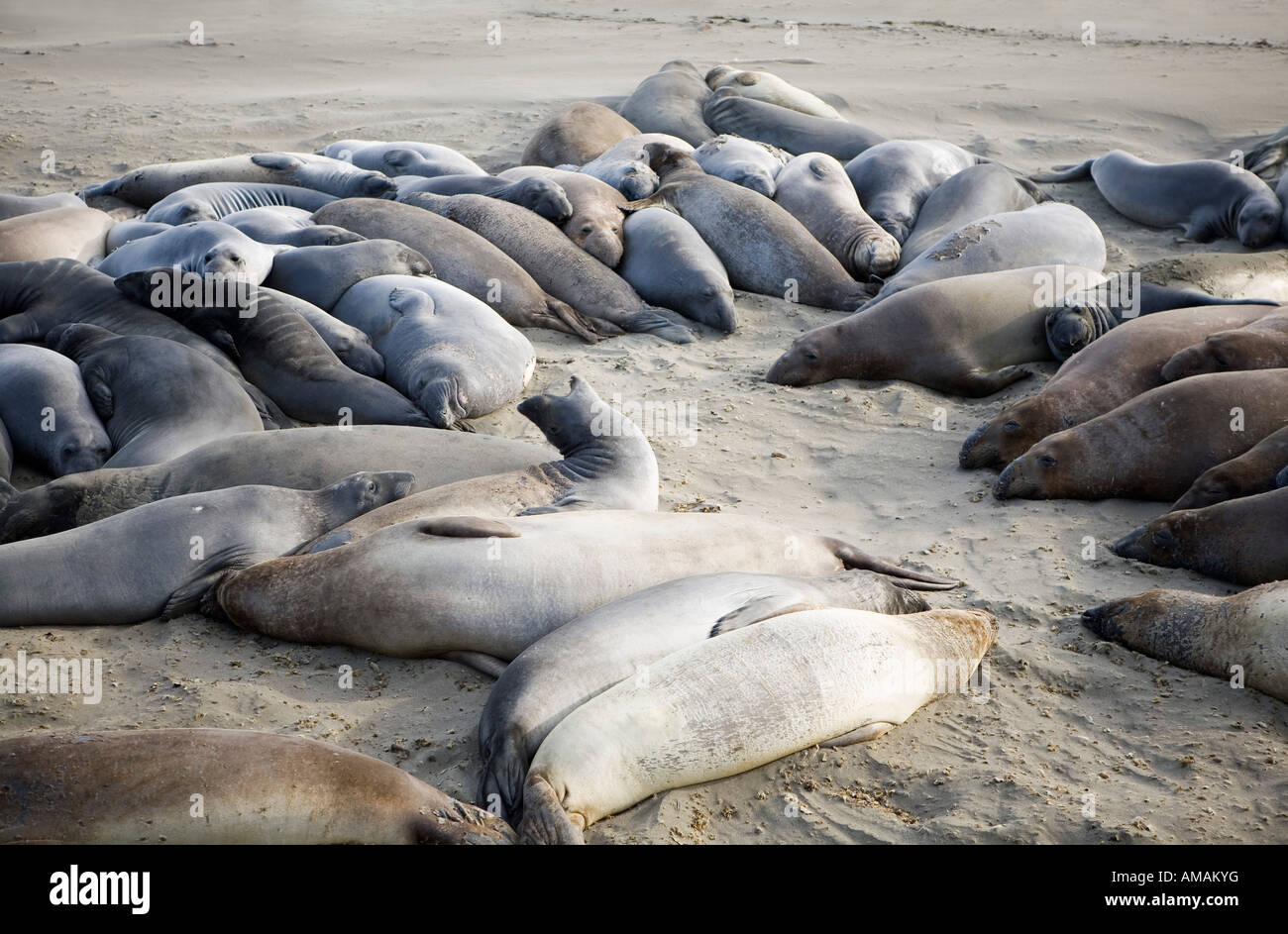 Seals lying on a beach Stock Photo - Alamy
