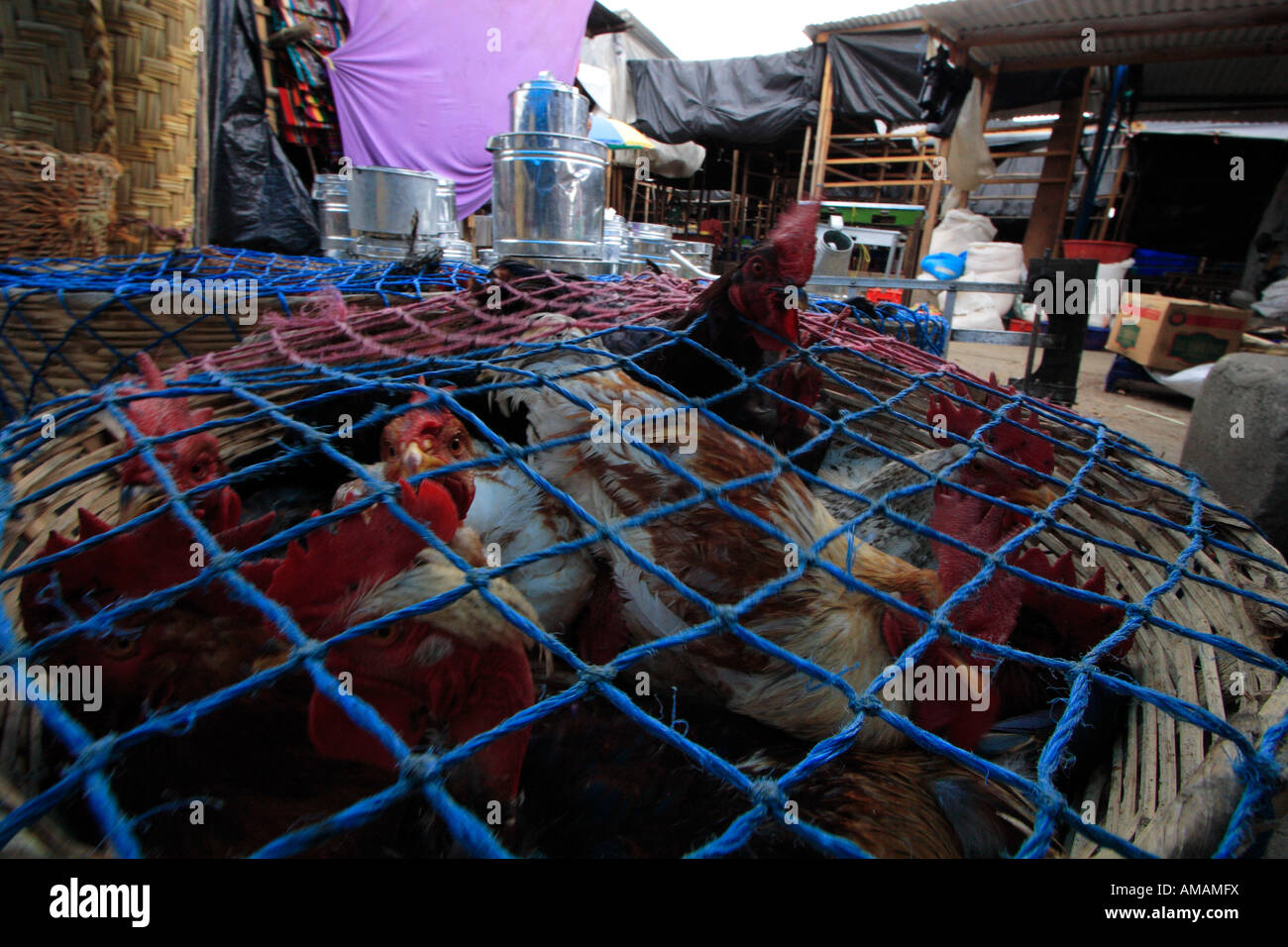 Chicken guatemala rooster hi-res stock photography and images - Alamy