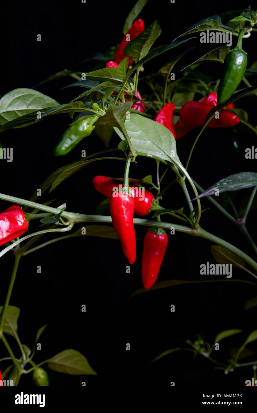 Detail of a chili plant Stock Photo