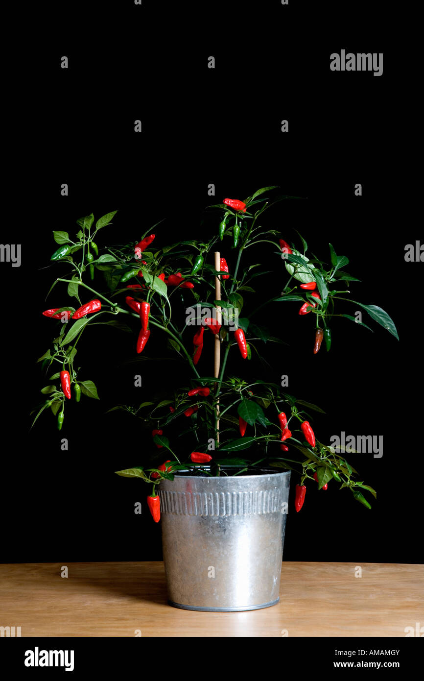 A chili plant Stock Photo