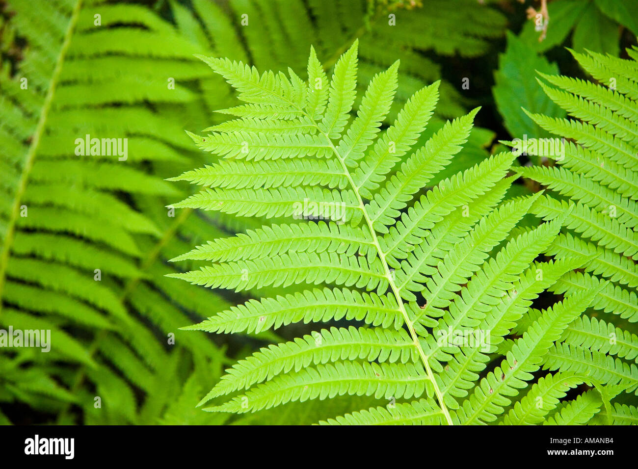 Close up of fern fronds growing in a garden  Stock Photo