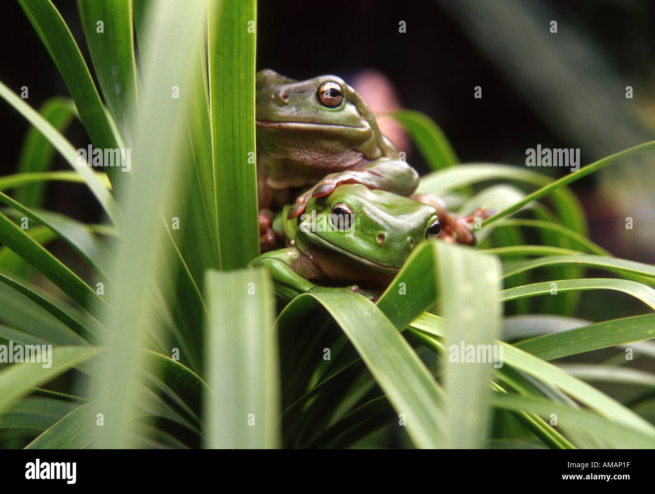 two australian green treefrogs on foliage Stock Photo