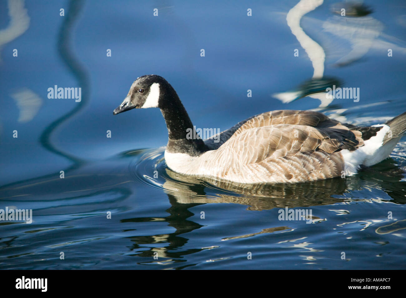 Canada hot sale goose ísland