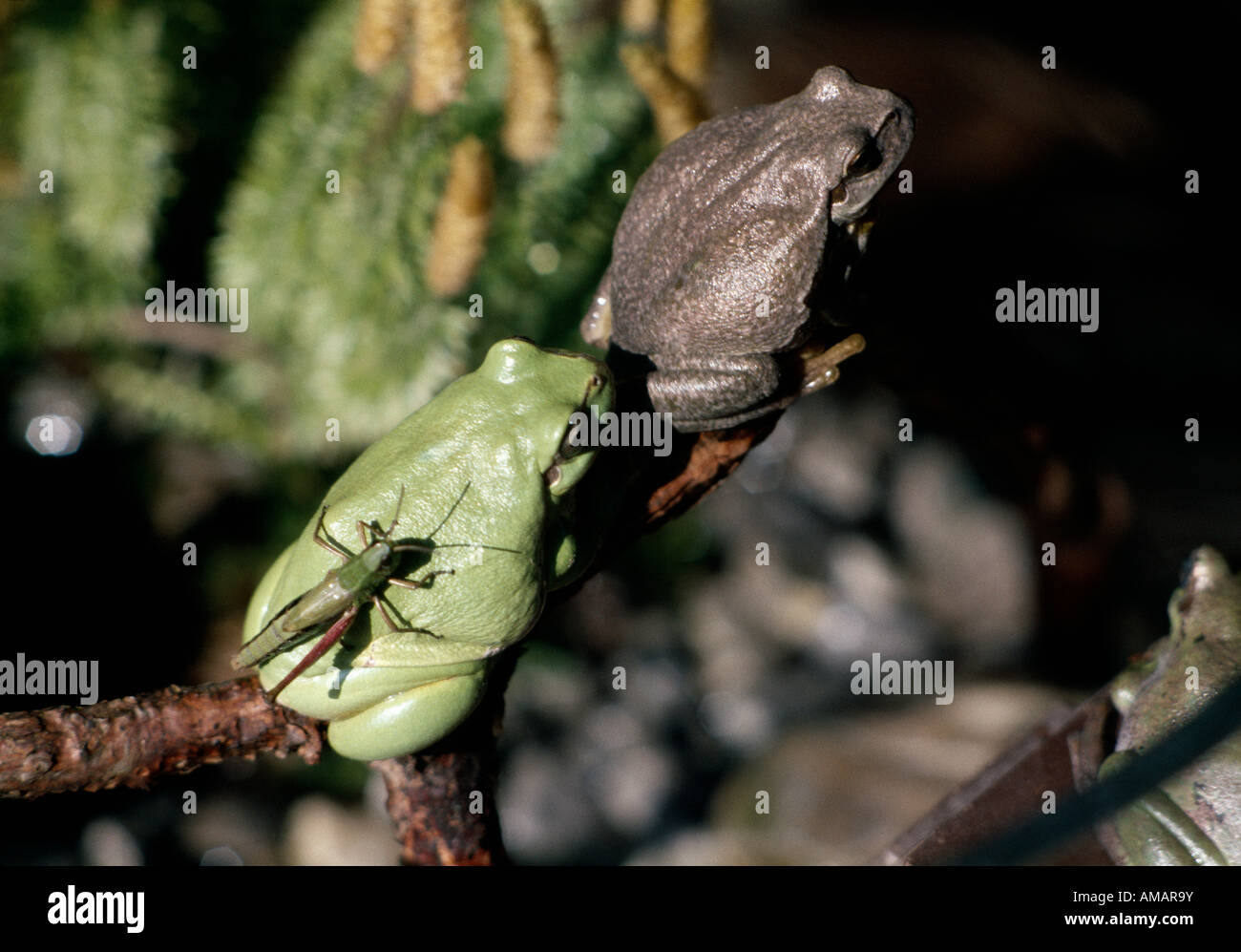 Two frogs and an insect perching on a tree branch Stock Photo