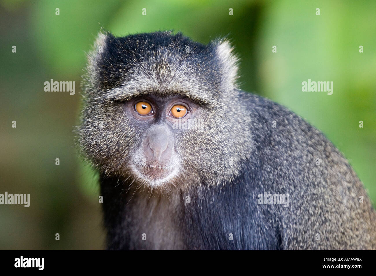 Sykes monkey Cercopithecus albogularis Stock Photo