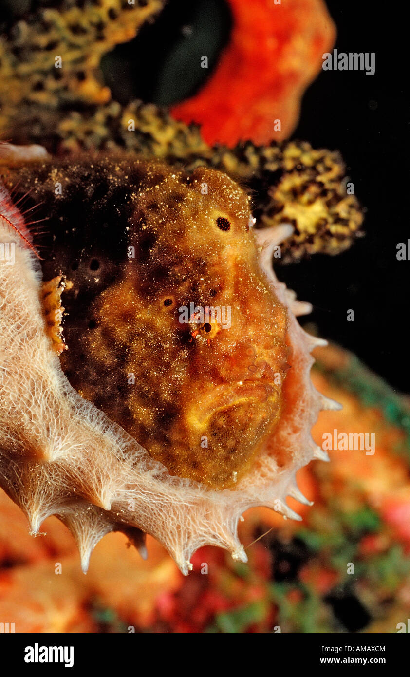 Longlure Frogfish Antennarius multiocellatus Martinique French West Indies Caribbean Sea Stock Photo